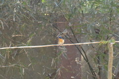Cyornis tickelliae