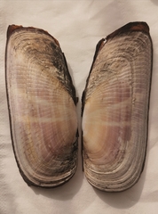 Solecurtus divaricatus