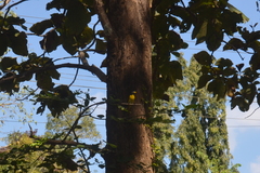 Pericrocotus flammeus