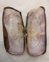 Solecurtus divaricatus