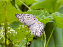 Junonia atlites atlites