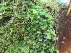 Lunularia