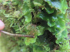 Lunularia