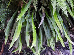 Blechnum patersonii