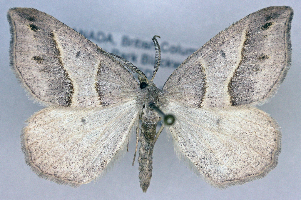 Lorquin's Angle