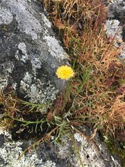 Microseris bigelovii