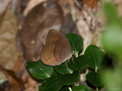 Faunis canens arcesilas