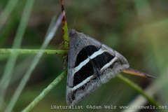Grammodes bifasciata