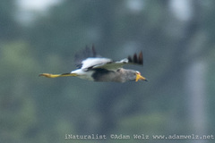 Vanellus senegallus