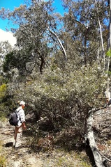 Leptospermum rotundifolium