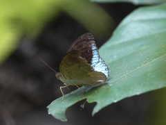 Tanaecia iapis puseda
