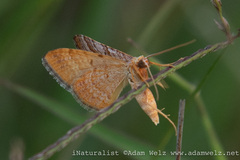 Mimoclystia pudicata