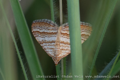 Mimoclystia pudicata