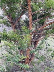 Vachellia sieberiana