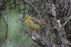 Emberiza citrinella caliginosa