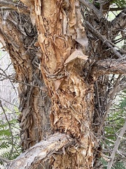 Vachellia sieberiana