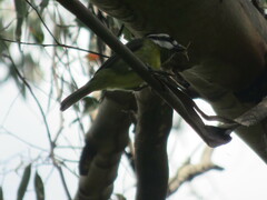 Falcunculus frontatus