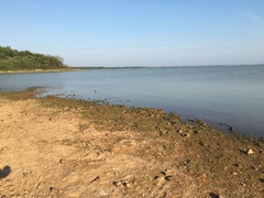 Nodularia douglasiae