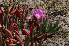 Carpobrotus rossii