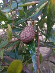 Asphondylia dodonaeae