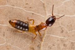 Xantholinus tricolor
