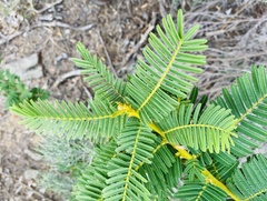 Vachellia sieberiana