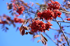 Sorbus