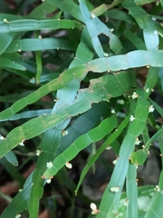 Muehlenbeckia platyclada