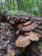 Laetiporus versisporus
