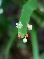 Muehlenbeckia platyclada