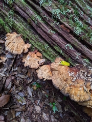 Laetiporus versisporus