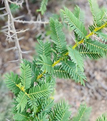 Vachellia sieberiana