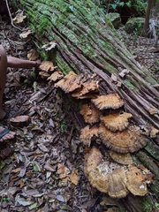 Laetiporus versisporus