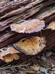 Laetiporus versisporus