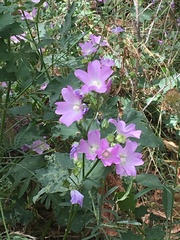 Malva weinmanniana
