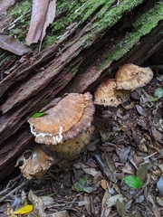 Laetiporus versisporus