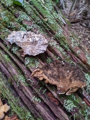 Laetiporus versisporus