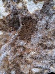 Laetiporus versisporus