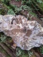 Laetiporus versisporus