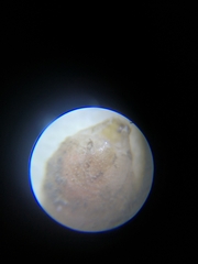 Brachiopoda