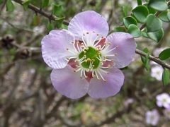 Leptospermum rotundifolium