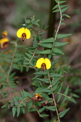 Bossiaea cinerea