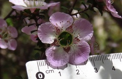 Leptospermum rotundifolium