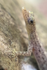 Cnemaspis littoralis