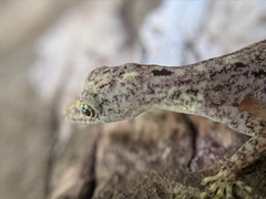 Cnemaspis littoralis
