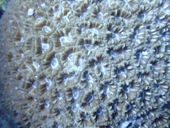 Astraeosmilia maxima