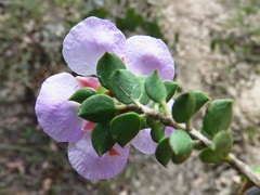 Leptospermum rotundifolium