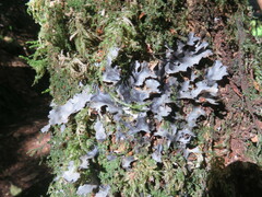 Pseudocyphellaria