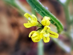Phyllopodium