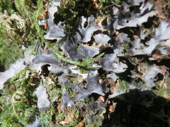 Pseudocyphellaria